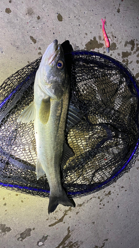 シーバスの釣果