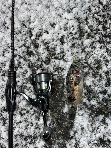 クロソイの釣果