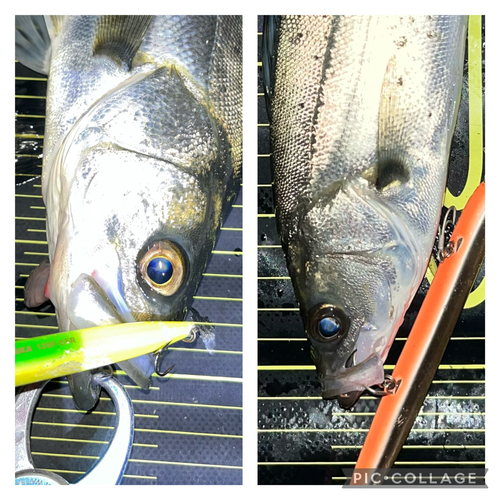 シーバスの釣果