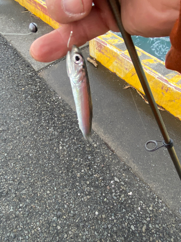 イワシの釣果