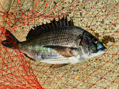 チヌの釣果