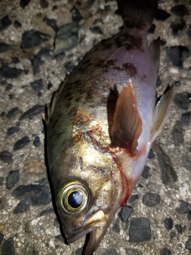 メバルの釣果