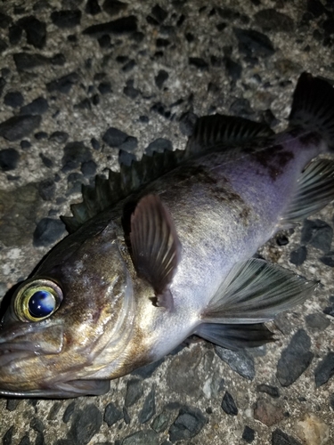 メバルの釣果