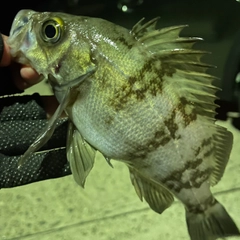 シロメバルの釣果