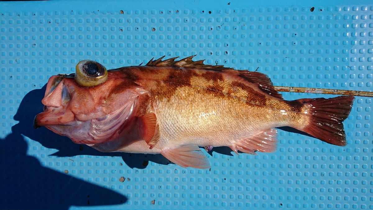 釣りバカじいさんさんの釣果 2枚目の画像