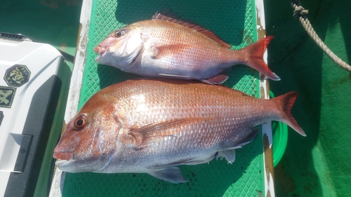 マダイの釣果