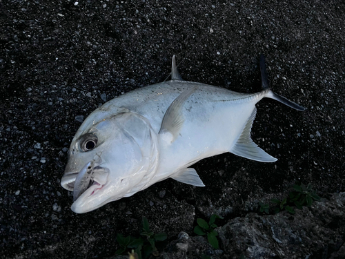 ロウニンアジの釣果