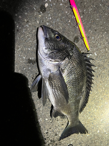 クロダイの釣果