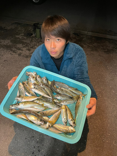 マアジの釣果