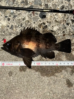 メバルの釣果