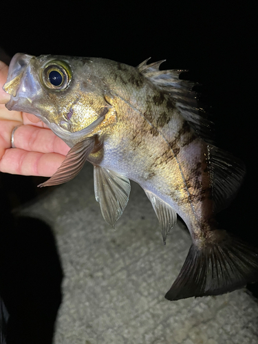 メバルの釣果