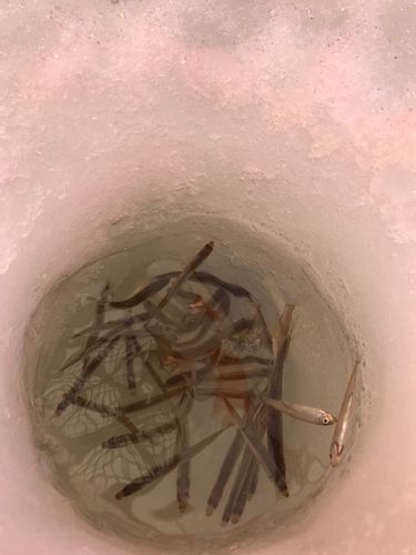 ワカサギの釣果