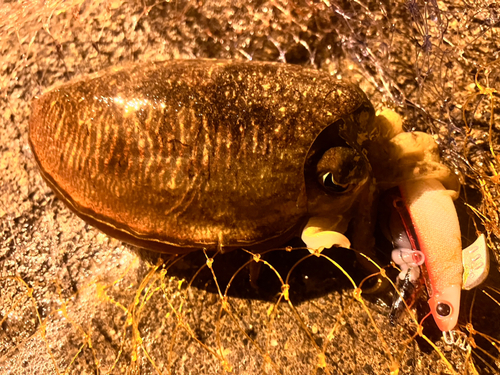 コウイカの釣果