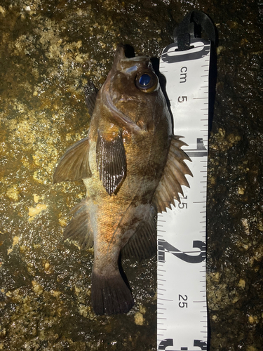 シロメバルの釣果