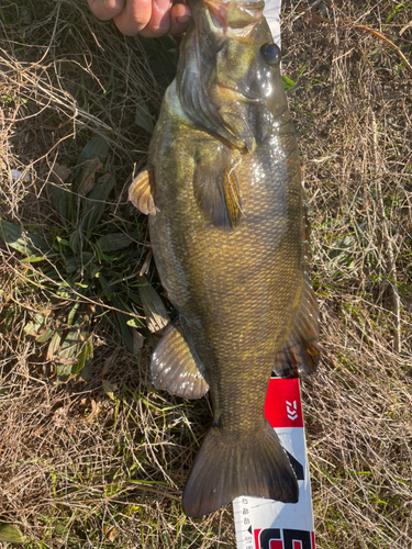 スモールマウスバスの釣果