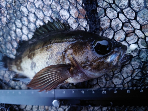 メバルの釣果