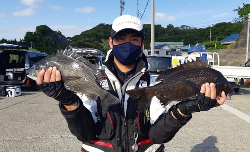 クロダイの釣果