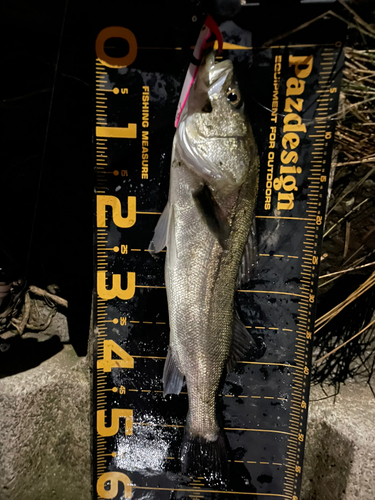 シーバスの釣果