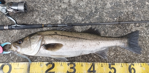 シーバスの釣果