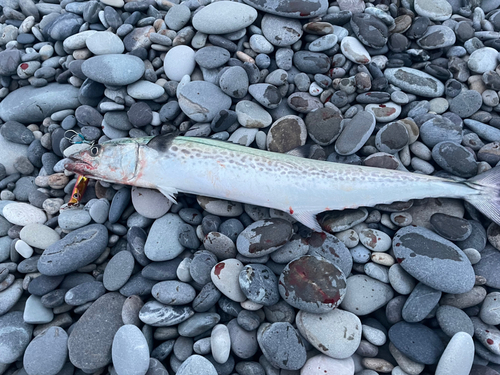 サゴシの釣果