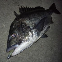 クロダイの釣果