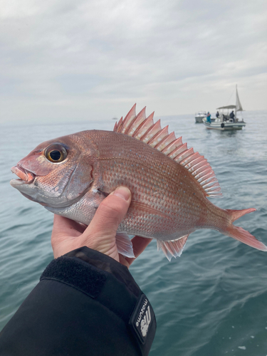 タイの釣果