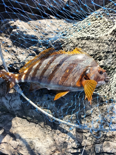 タカノハダイの釣果