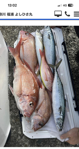 マダイの釣果