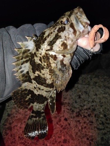 タケノコメバルの釣果