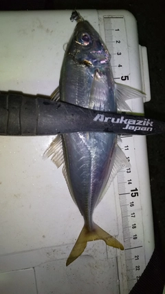 アジの釣果