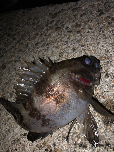 シロメバルの釣果