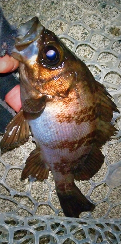 シロメバルの釣果