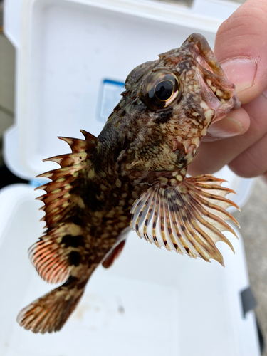 カサゴの釣果