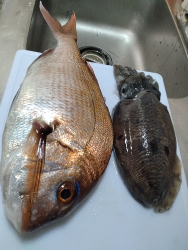 マダイの釣果