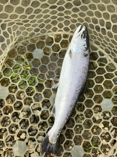 サクラマスの釣果