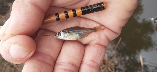 タイリクバラタナゴの釣果