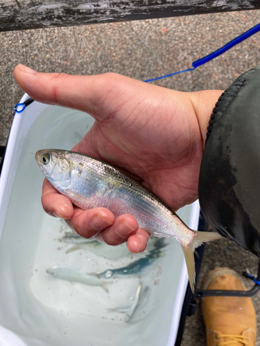 コノシロの釣果