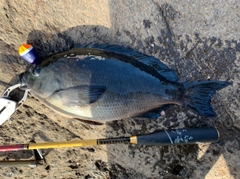 クチブトグレの釣果