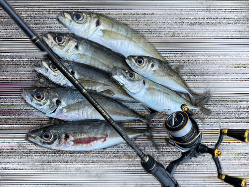 マアジの釣果