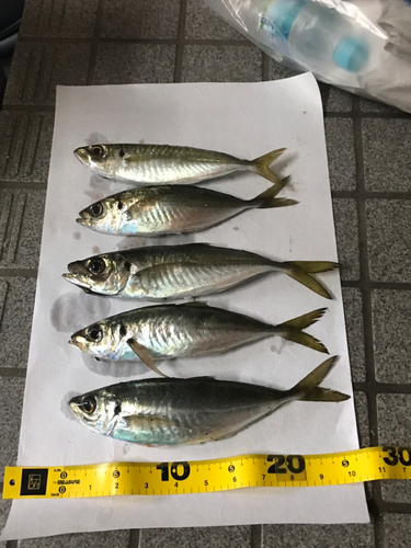 アジの釣果