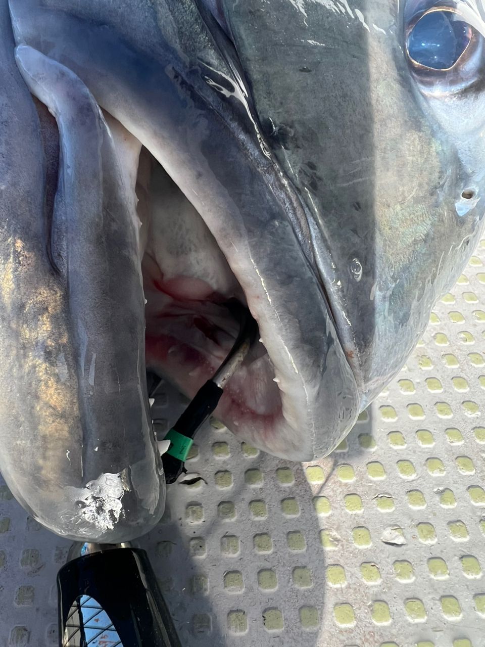 適当釣り専門　ベイトキャスティング歴2年さんの釣果 2枚目の画像
