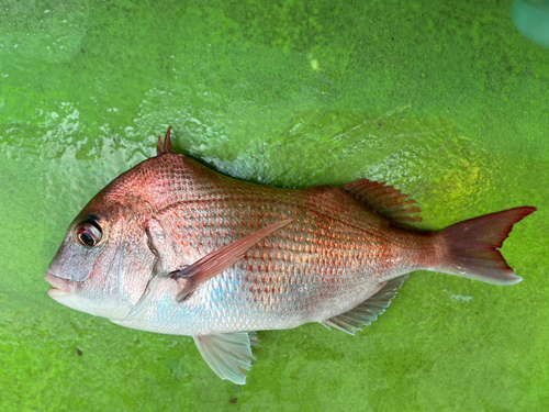 マダイの釣果