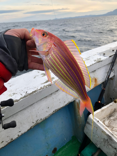 アマダイの釣果