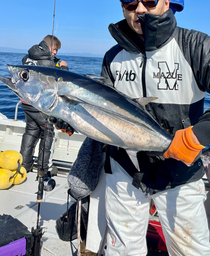 メバチマグロの釣果