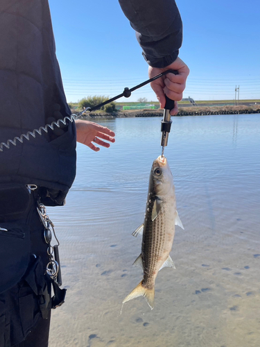 ボラの釣果