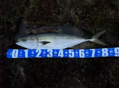 ブリの釣果