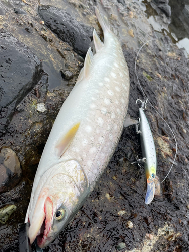 アメマスの釣果