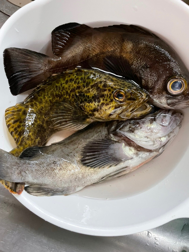 クロソイの釣果