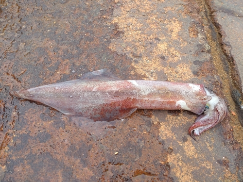 ヤリイカの釣果