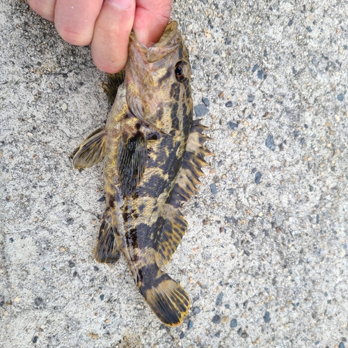 タケノコメバルの釣果